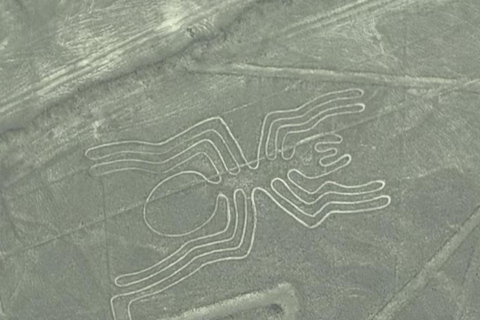 Nazca: Nazca Lines Flight with Hotel Pickup