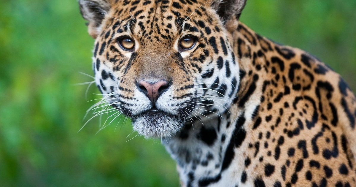 Puerto Maldonado 3tägige Tour zum TambopataNationalreservat