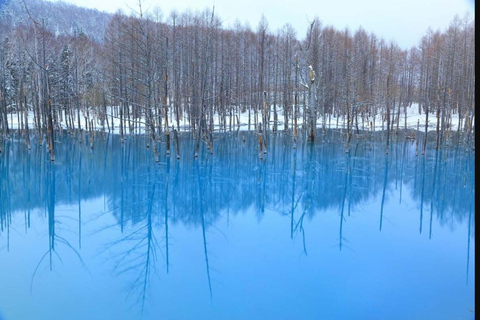 Desde Sapporo: Tour privado personalizado de un día a Biei+FuranoBiei+Furano: Tour privado personalizado de un día Sólo conductor