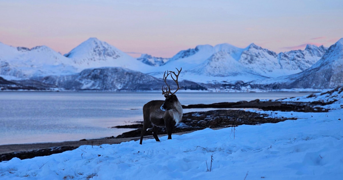 from-troms-private-arctic-wildlife-fjord-sightseeing-getyourguide