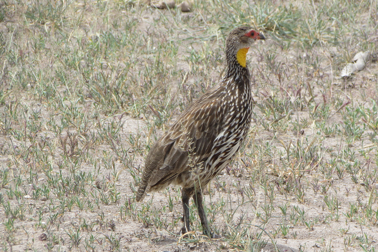From Nairobi: 5-Day Samburu and Meru National Parks Safari