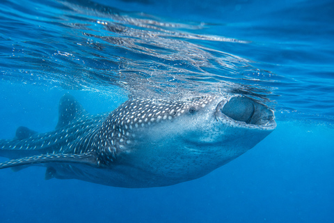 Cebu: Oslob Whale Shark Express Tour with Transfers