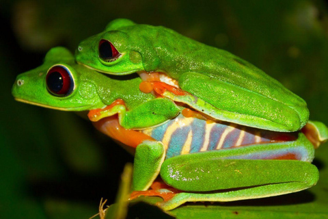 Tortuguero : Visite nocturne d&#039;observation de la faune et de la flore et visite à pied de la jungleTortuguero : Promenade nocturne