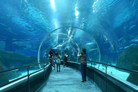 Discover AquaRio &amp; Olympic Boulevard: Marine Life and Art