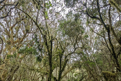 Hike through the Cloud Forest in Choachi, from Bogota