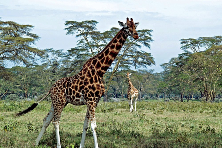 Kenia: 5 dni nad jeziorem Nakuru i Masai Mara