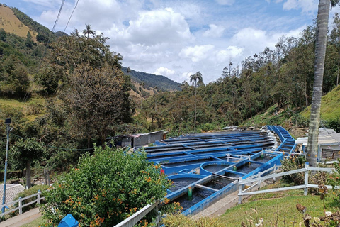 Salento: Cocora Valley, Catch Trout for Lunch & Play Tejo