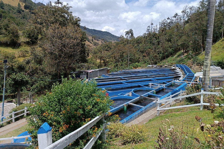 Salento: Cocora Valley, Catch Trout for Lunch & Play Tejo