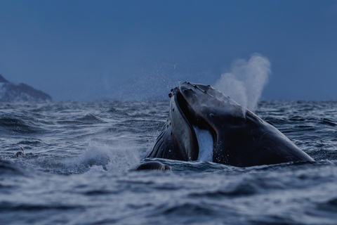 From Skjervøy: Whale Watching in a Heated Cabin Cruiser