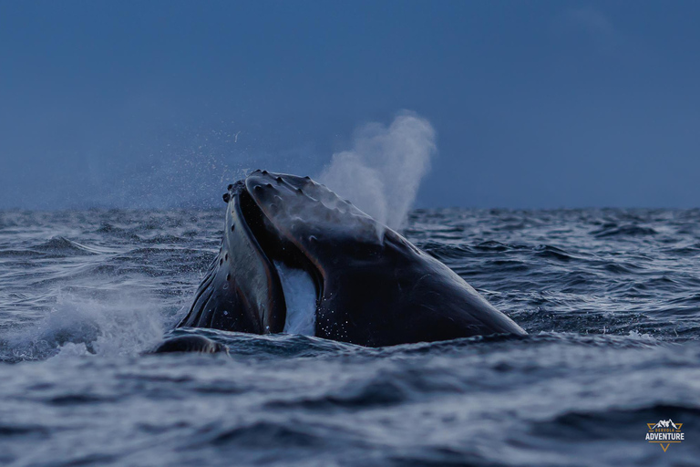From Skjervøy: Whale Watching in a Heated Cabin Cruiser