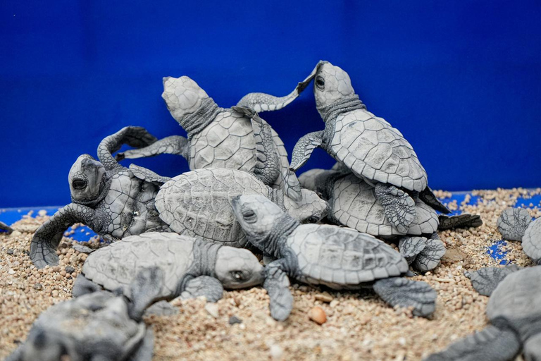 From Gili Trawangan: Small-Group Snorkeling Tour With Turtle Small-Group Snorkeling Tour with GoPro