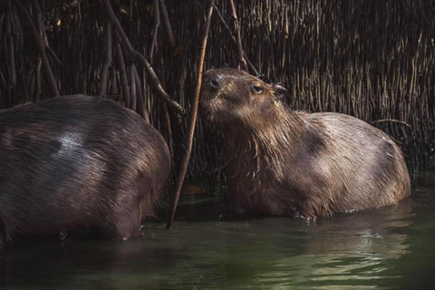 Rio de Janeiro: tour in barca della Laguna di Tijuca con fauna selvaticaRio de Janeiro: giro in barca sulla Laguna di Tijuca con fauna selvatica