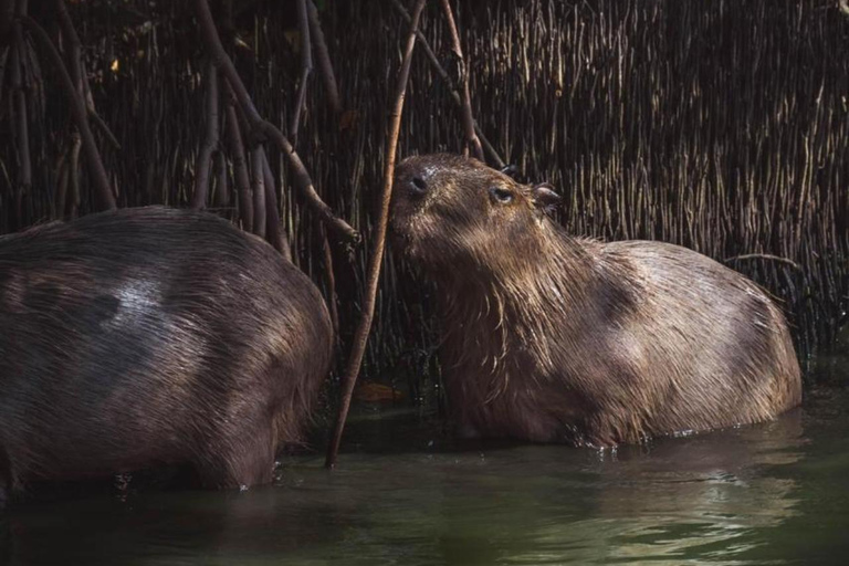 Rio de Janeiro: tour in barca della Laguna di Tijuca con fauna selvaticaRio de Janeiro: giro in barca sulla Laguna di Tijuca con fauna selvatica