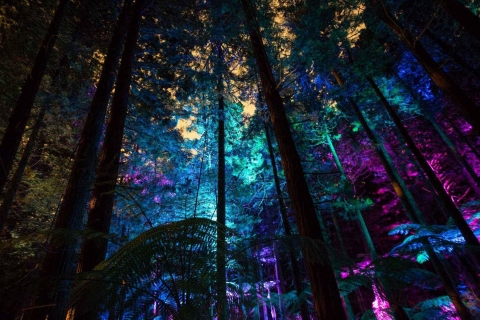 Rotorua: Combo Altitud Redwoods y Senderismo Diurno/Nocturno