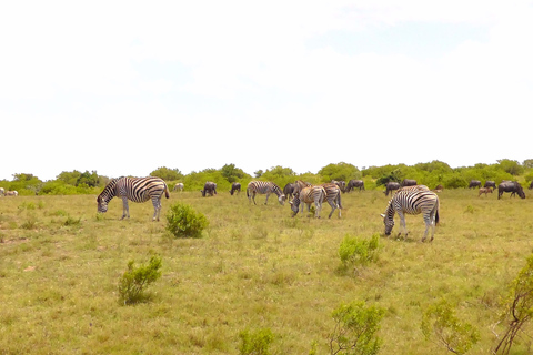 Schotia Safari – Big 5 Experience with High Lion Sightings
