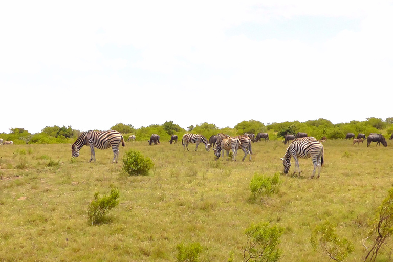 Schotia Safari – Big 5 Experience with High Lion Sightings