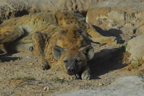 3 dagar Nairobi till Amboseli till Tsavo öster till Mombasa Safari.