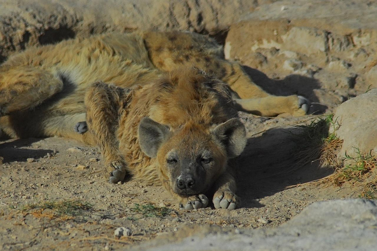 Von Mombasa: 5-tägige Safari nach Tsavo West, Amboseli und ...Von Mombasa aus: 5-tägige Safari nach Tsavo West, Amboseli und ...