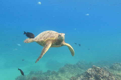 Honolulu: Snorkelen met schildpadden, waterscooter, paddleboardOahu: Snorkelen met schildpadden, waterscooter, paddleboard