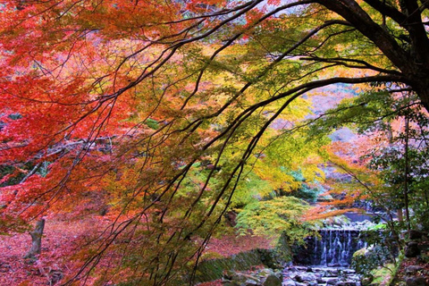 From Nagoya: Kegonji Temple, Yoro Park & Kiyosu Castle Tour