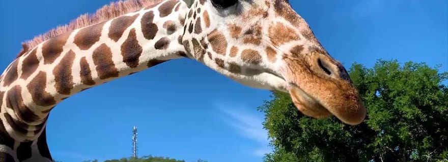 Visite « Bioparque » + Transferts + billets inclus