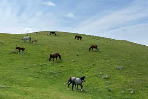 Samarcande : randonnée nature à travers des paysages rappelant l'Écosse et la Nouvelle-Zélande