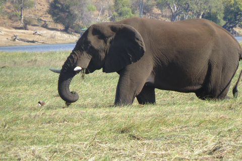 维多利亚瀑布：直升机飞行与野生动物Safari组合维多利亚瀑布：直升机飞行与野生动物Safari组合游
