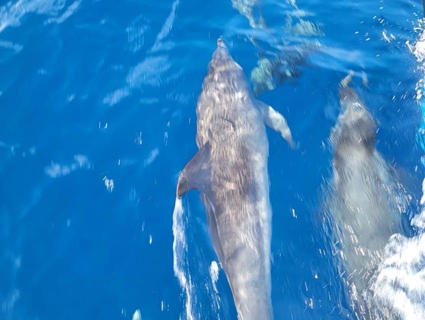 Private Dolphin Watch Boat Tour Port Aransas Texas | GetYourGuide