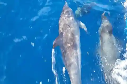 Tour particular de barco para observação de golfinhos em Port Aransas, Texas