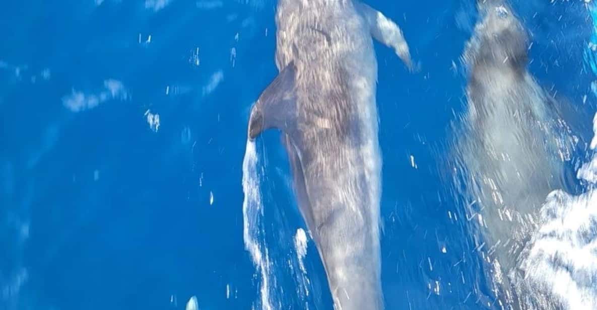 Private Dolphin Watch Boat Tour Port Aransas Texas | GetYourGuide