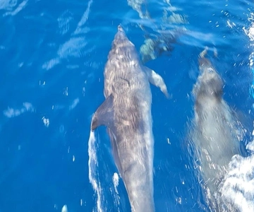 Private Dolphin Watch Boat Tour Port Aransas Texas