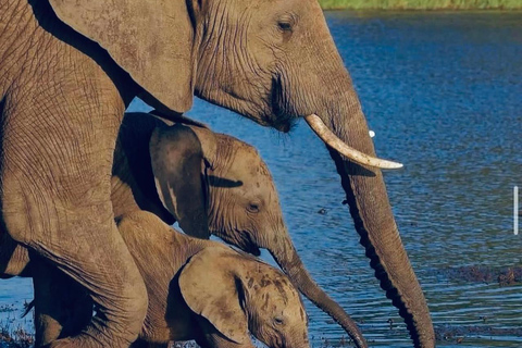 Kenya e Tanzania: Safari della Grande Migrazione di 10 giorni