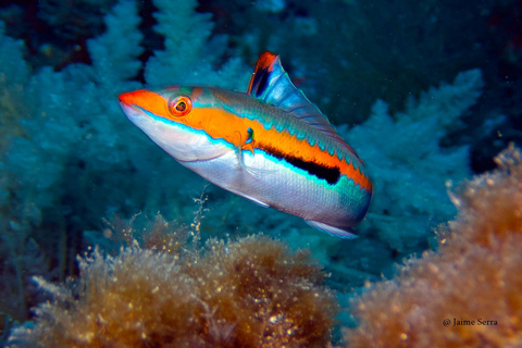 Puerto de Sóller: Excursión de snorkel con guía profesionalVisita matinal