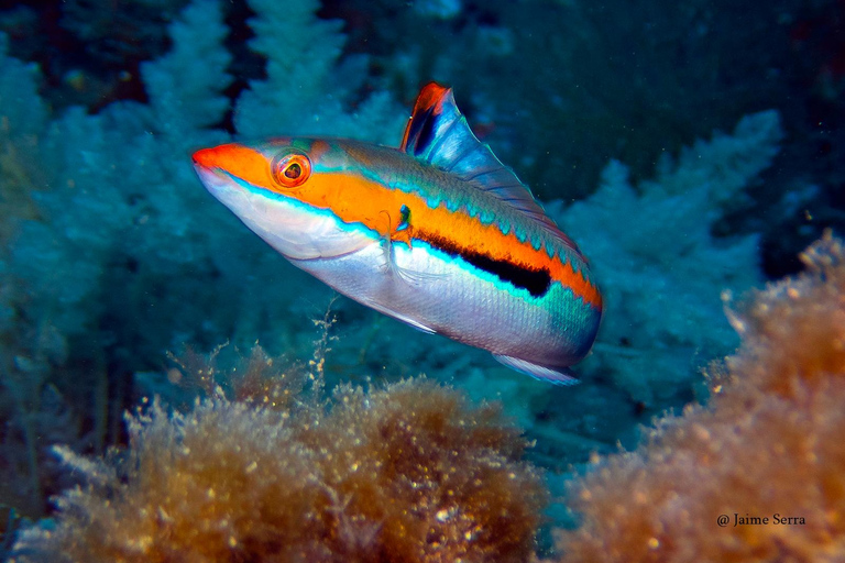 Puerto de Sóller: Excursión de snorkel con guía profesionalVisita matinal