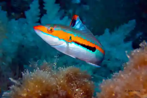 Porto de Sóller: Tour de mergulho com snorkel com guia profissional
