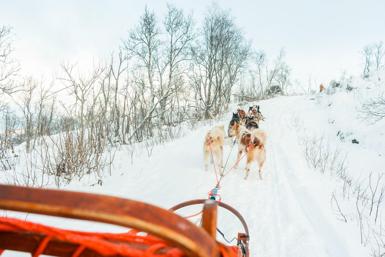 Tromsø: Dog Sledding Tour