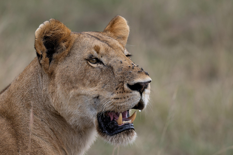 Nairobi: Safari de 3 dias em Maasai Mara com alojamento.AW