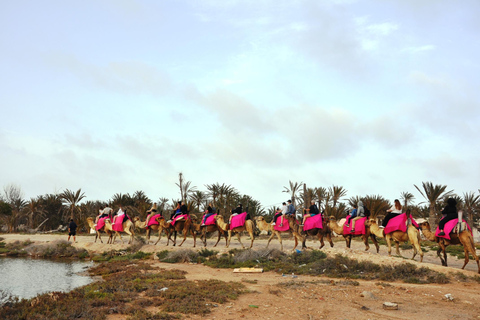 Djerba - en kamelritt Kamelridning till den blå lagunen vid solnedgången