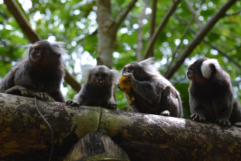 Paraty: Adventure Waterfalls and Distilleries Paraty: Waterfalls, Cachaça Distillery & 4x4 Jeep Tour
