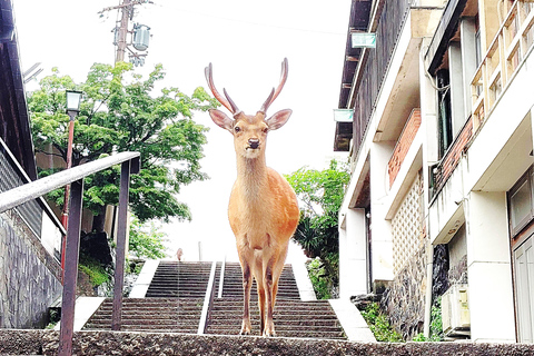 Nara: Hike Mt. Wakakusa and Encounter Wild Free-Roaming Deer