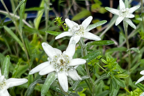 Bern: Schlitten-Tagestour nach Lauterbrunnen und Mürren