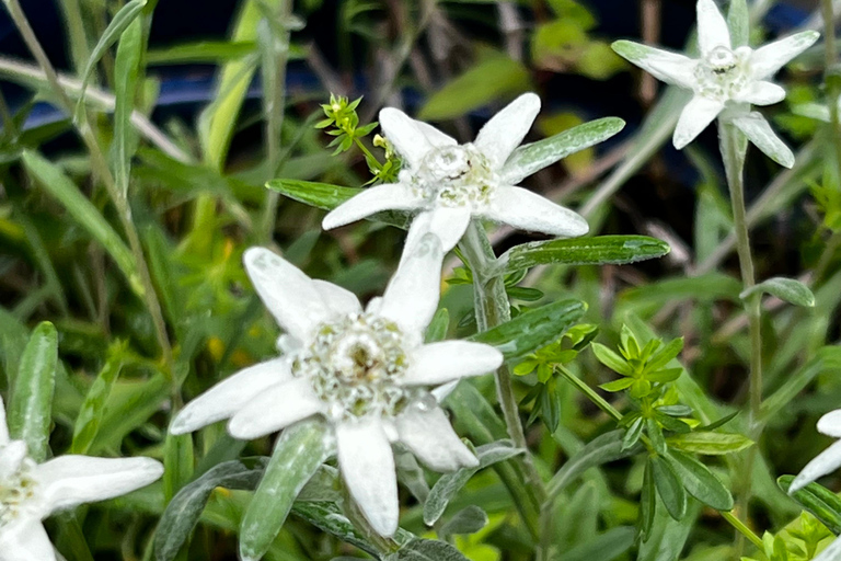 Bern: Schlitten-Tagestour nach Lauterbrunnen und Mürren
