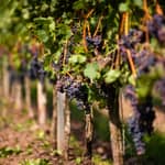 Da Bilbao: Gita di un giorno alle cantine di La Rioja con degustazioni di vino