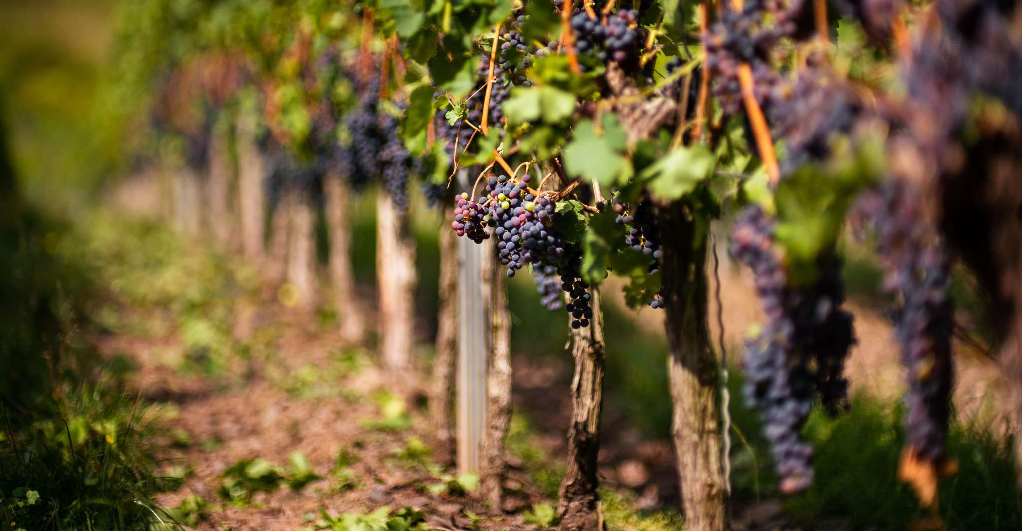 From Bilbao, La Rioja and its wineries - Housity