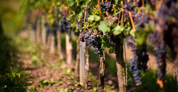 Von Bilbao aus: Tagesausflug zu den Weingütern in La Rioja mit Weinverkostung