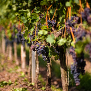 From Bilbao: La Rioja Wineries Day Trip with Wine Tastings