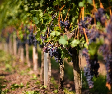 From Bilbao: La Rioja Wineries Day Trip with Wine Tastings