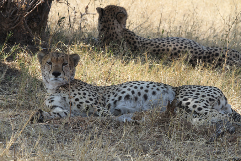 Victoria Falls: Safari game drive tour 3 hours