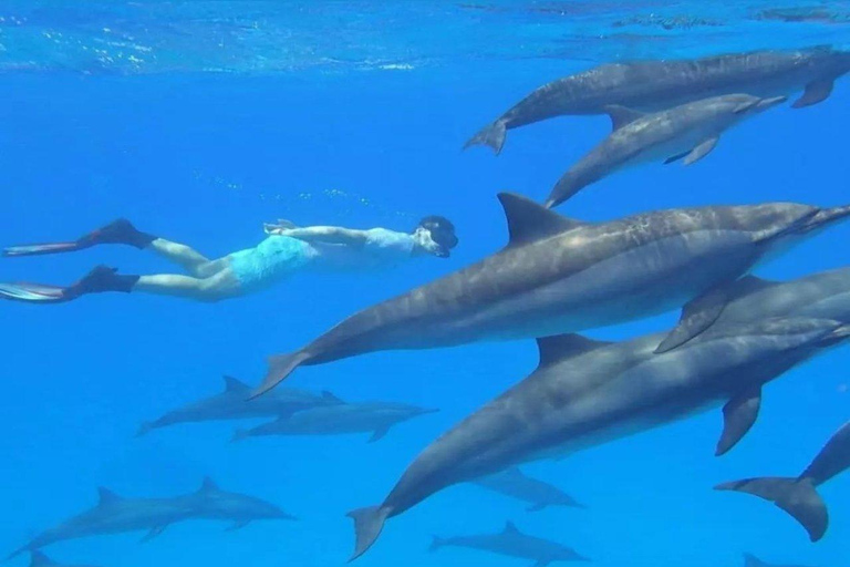 Zanzibar: snorkelen en dolfijnen kijken op Mnemba Island