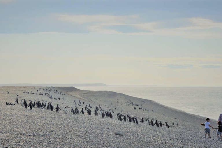 Ushuaia: Martillo Island Full-Day Tour – Walk Among Penguins